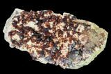 Spessartine Garnets & Smoky Quartz on Feldspar - China #146684-2